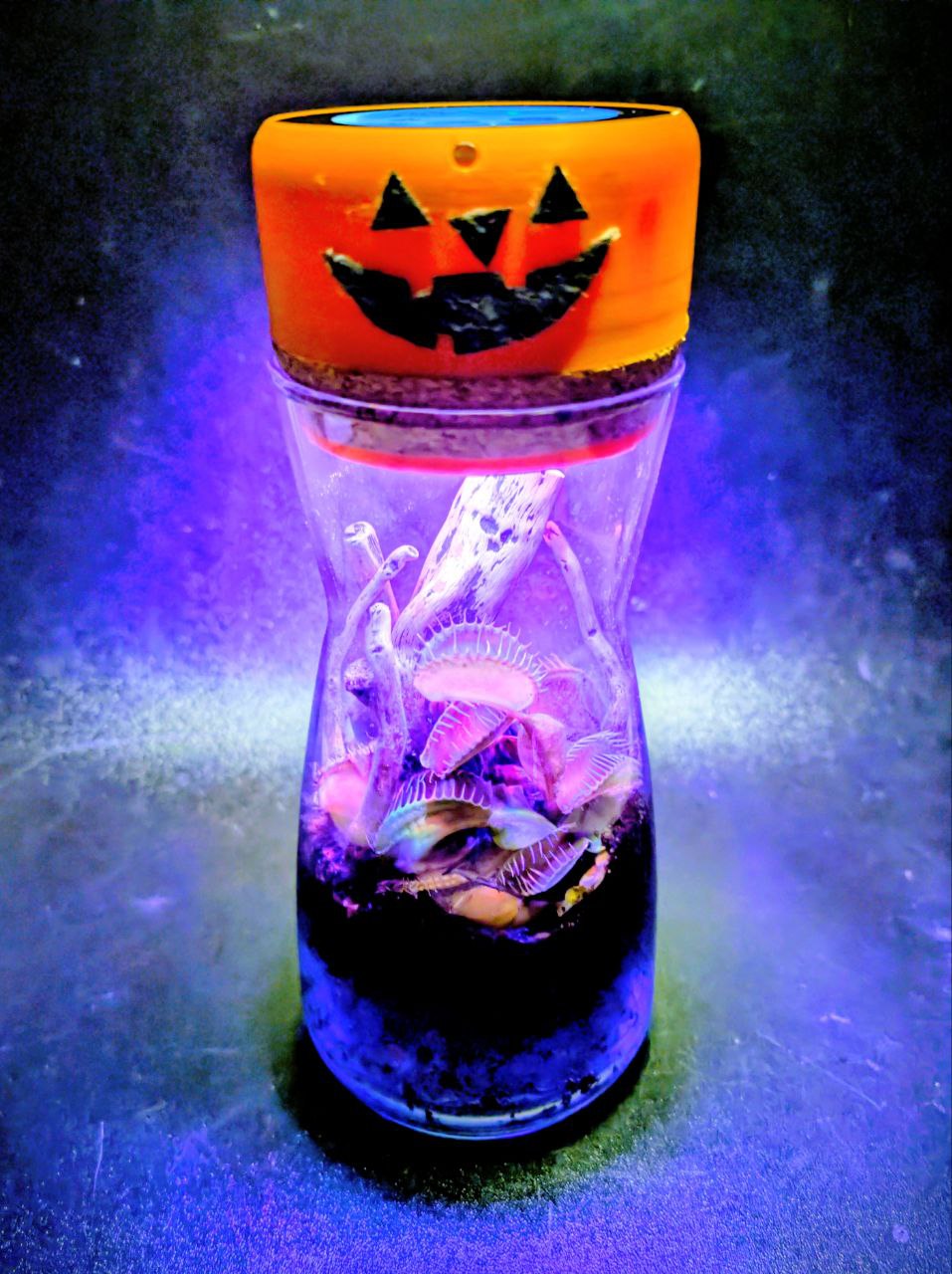 The Spooky Dot, Dionaea in a jar!